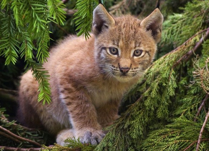 Cría de lince europeo