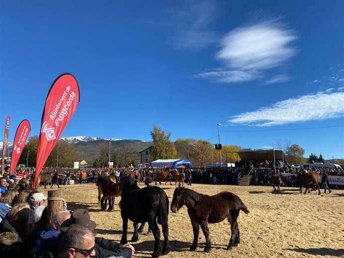 El Concurs de Cavalls de Puigcerd (Girona) bate el récord de participación con 250 caballos