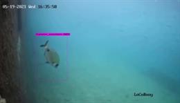 Imagen de fondo marino recogida por el CORI