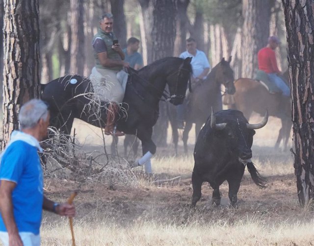 Archivo - Un toro y un caballo durante un encierro por las calles de Tordesillas.