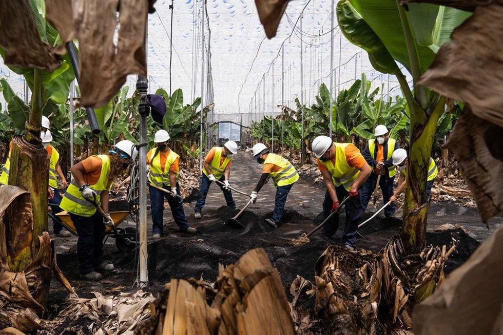 Archivo - Personal de Gesplan retira ceniza en una explotación agrícola en La Palma