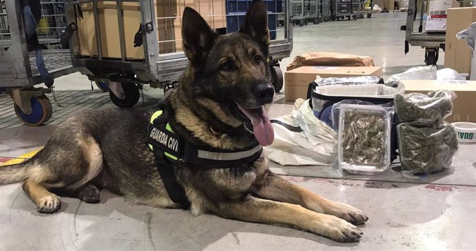 La perra Dakota, de la Guardia Civil, con la droga incautada.