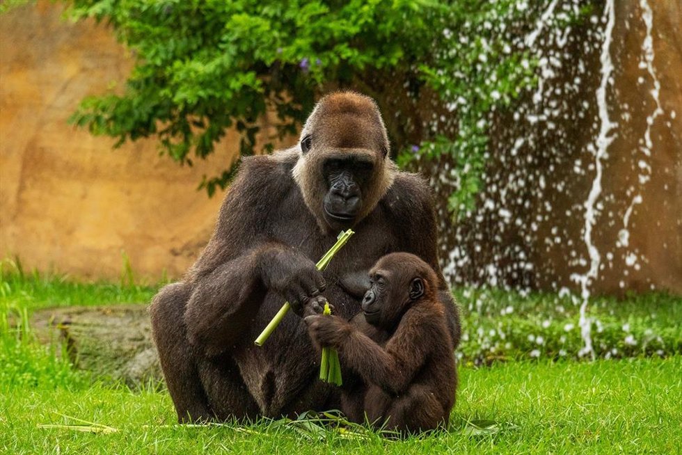 Ekan, el primer gorila andaluz nacido en Bioparc Fuengirola, cumple dos años