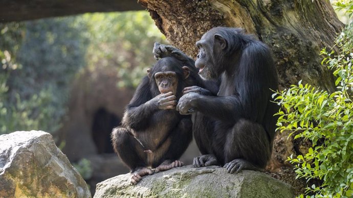 Archivo - Chimpancés