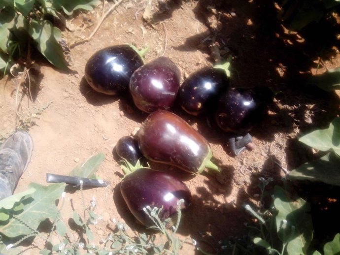 Archivo - Berenjenas. 