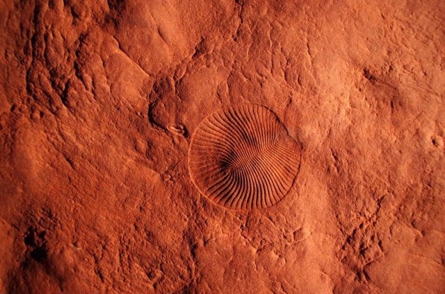 Impresiones de los fósiles de Ediacara Dickinsonia (en el centro) con la Parvancorina en forma de ancla más pequeña (izquierda) en arenisca del Miembro Ediacara del Parque Nacional Nilpena Ediacara en Australia del Sur.