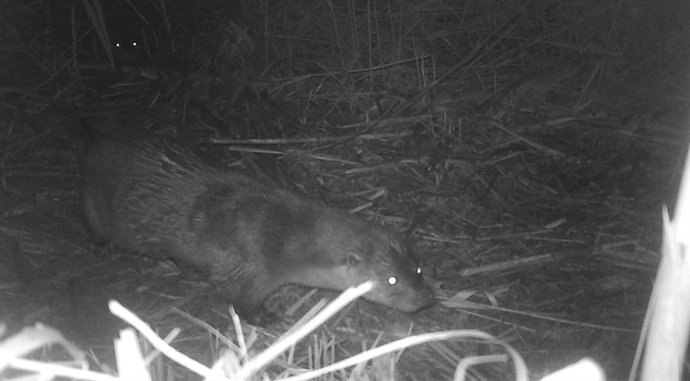 El Consorci de la Desembocadura del Millars demana prudncia als conductors per presncia de llúdries