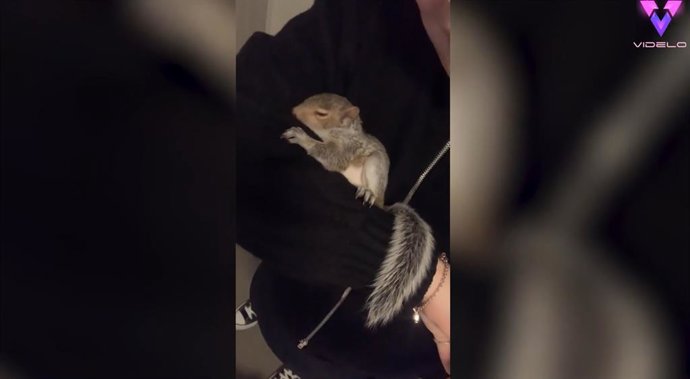Esta mujer acoge a una ardilla y ahora forma parte de la familia