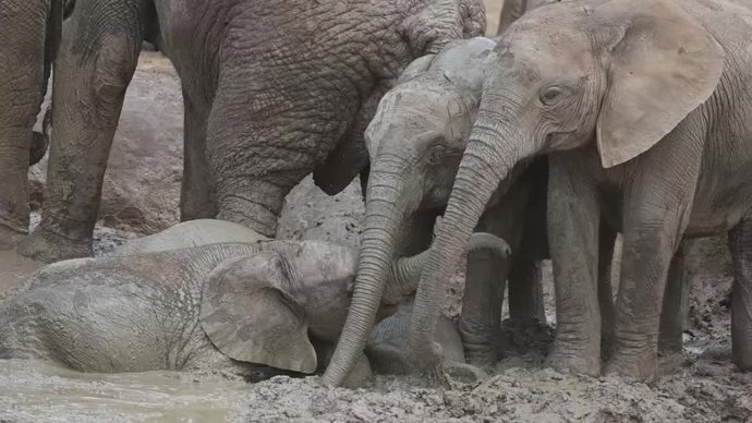 Esta cría de elefante se da un baño de barro y una fotógrafa lo capta en vivo