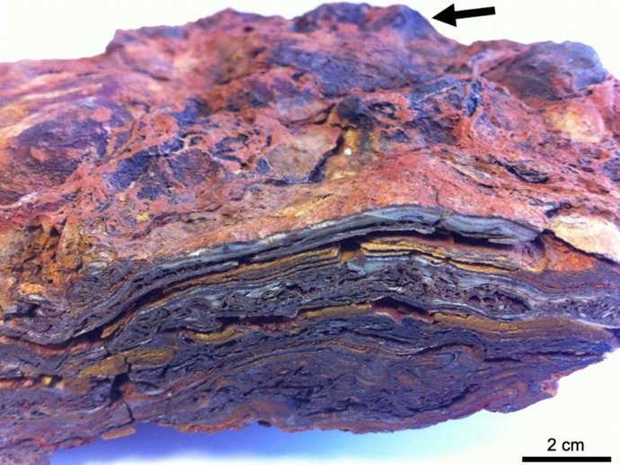 Muestra de mano de estromatolita de la Formación Dresser, que muestra una estructura estratificada compleja formada por hematita, barita y cuarzo, y una superficie superior abovedada (flecha).