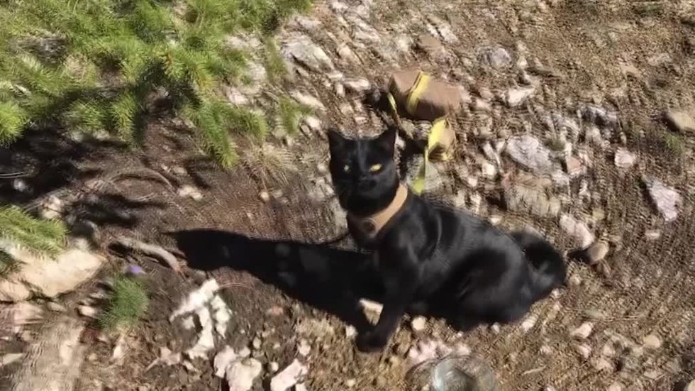 Este gato y su dueño recorren juntos Estados Unidos