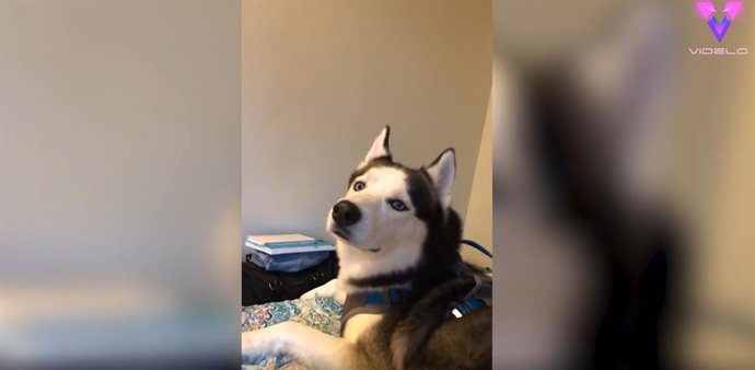 Esta mujer recupera a su fiel amigo Atlas tras 18 meses separados