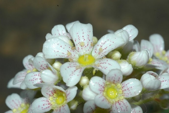 Los Pirineos permiten la conservación de la planta corona del rey, extinguida en otras zonas de la Península