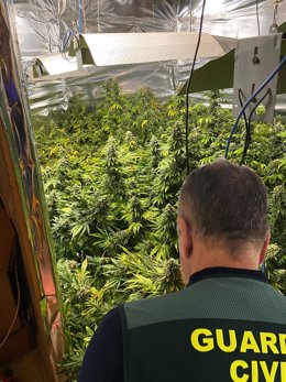 Archivo - Marihuana hallada en Algaida