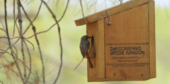 Se ha constatado la presencia de parejas reproductoras de colirrojo real en el entorno de este espacio natural protegido