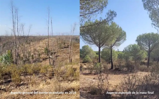 Imagen del bosque de Trigueros (Huelva) tras el incendio y del resultado esperado tras la reforestación.