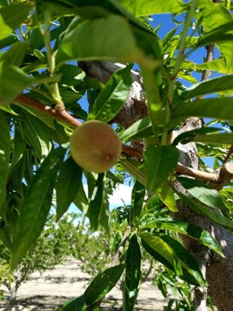 Fruto de uno de los melocotoneros controlados en el estudio.