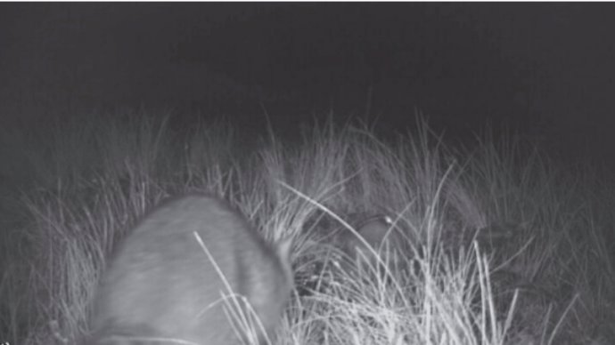 Imagen del mapache (Procyon lotor) detectado por una cámara de fototrampeo en el marco del Programa De Monitorización de Especies Cinegéticas de Caza Mayor en Castilla-La Mancha el 7 de marzo de 2021
