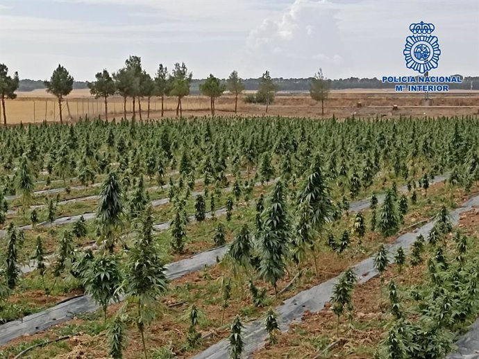 Desmanteladas 41.000 plantas de marihuana