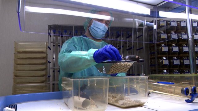 Archivo - Un técnico del Centro de Biomedicina Experimental de Galicia, el centro especializado de la USC en experimentación animal