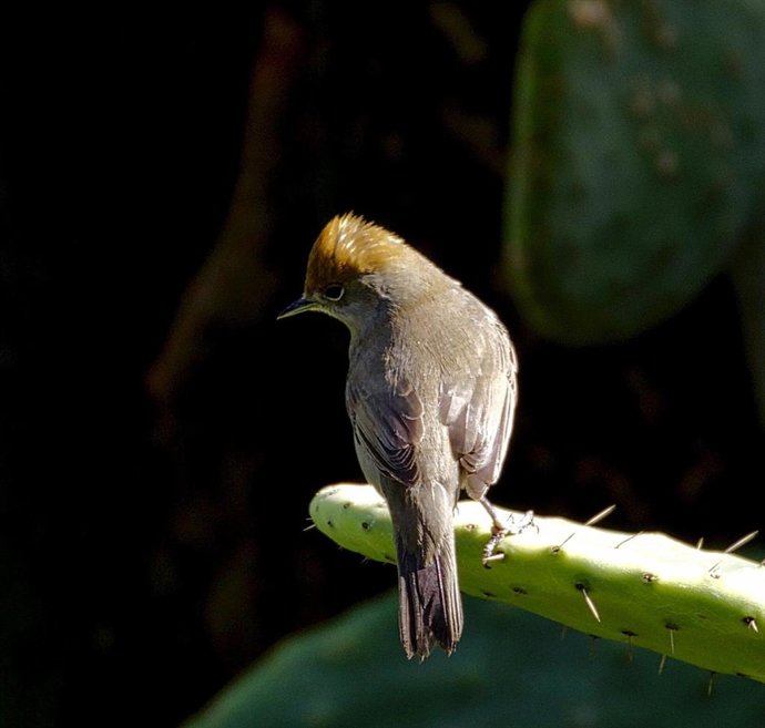 Imagen de una curruca capirotada 'Sylvia atricapilla'.