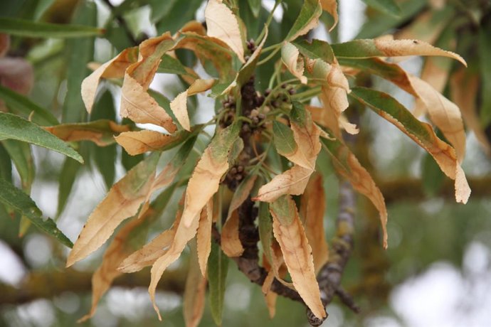 Archivo - Detalle de un almendro afectado por la bacteria Xilella fastidiosa.