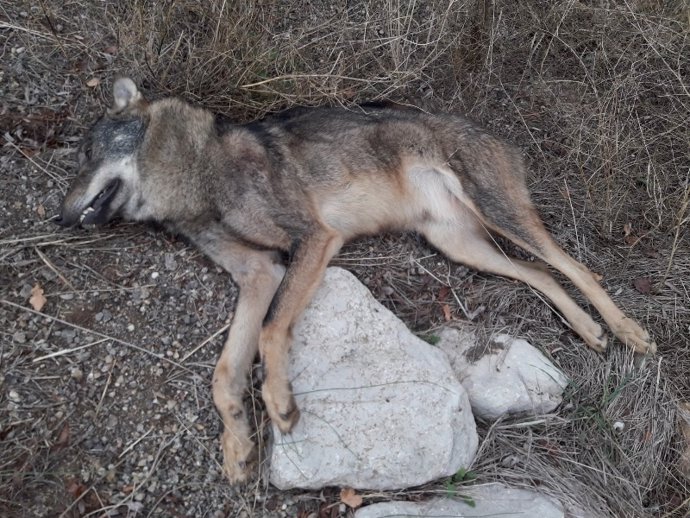 Ejempla de lobo encontrado muerto en Almenar (Soria).