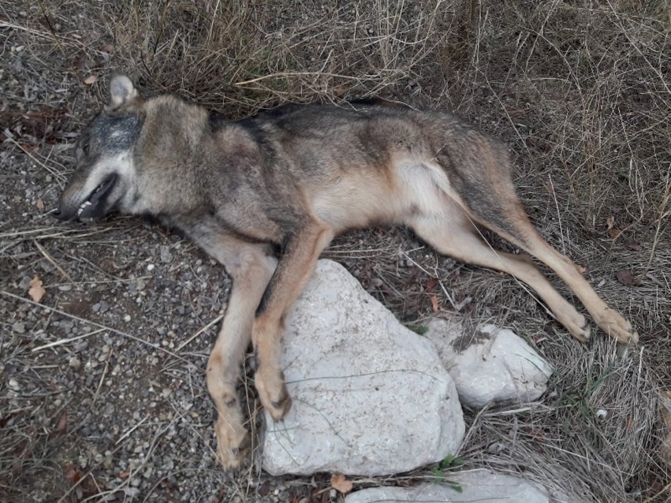 Ejempla de lobo encontrado muerto en Almenar (Soria).