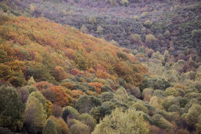 Vista del Hayedo de Busmayor dentro de los Ancares Leoneses, a 27 de octubre de 2022, en El Bierzo, León, Castilla y León (España). El hayedo de Busmayor es uno de los bosques de hayas mejor conservados de toda España y cada año cuando llega el otoño la