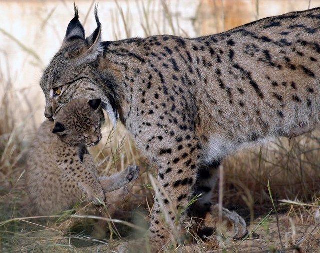 Archivo - Ejemplar de lince ibérico en una imagen de archivo.