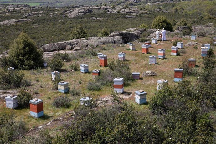 Archivo - Colmenas de abejas.