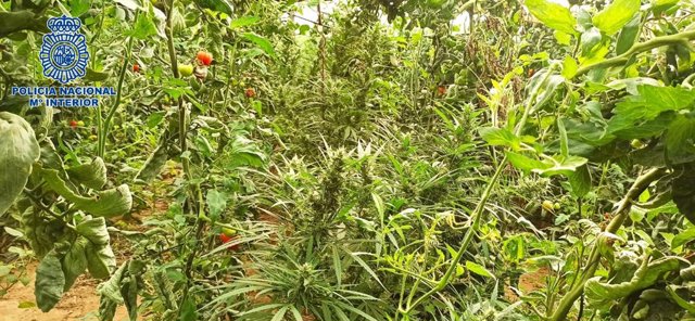 Plantación de marihuana descubierta en un invernadero de tomates y pimientos, en Sanlúcar de Barrameda (Cádiz)