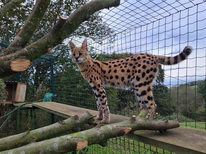 Ejemplar de serval que habita en el Zoo El Bosque de Oviedo.
