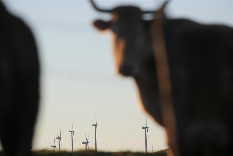 Archivo - Una vaca con un parque eólico en segundo plano