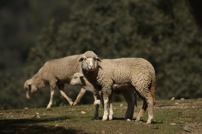 Archivo - Granada.- Detectados dos nuevos focos de viruela ovina y caprina en la provincia