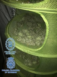 Dos detenidos tras desmantelar una plantación de marihuana en una vivienda en los Montes de Málaga