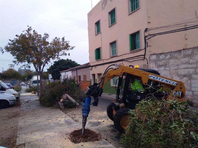 Uno de los momentos de la sustitución de 30 naranjos del barrio palmesano de La Soledad.