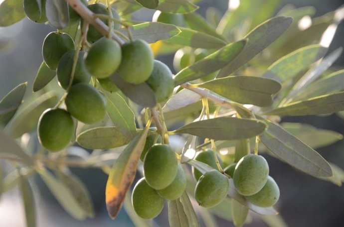 Aceitunas.