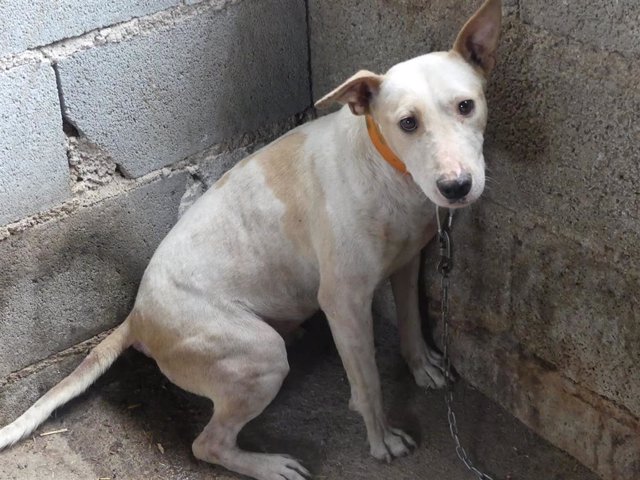 Perro de caza hallado en condiciones precarias en un pueblo de Granada.