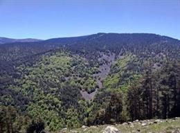 Tipo de bosques mixtos estudiados: mezcla de pinos silvestres y hayas en la Sierra de Cameros