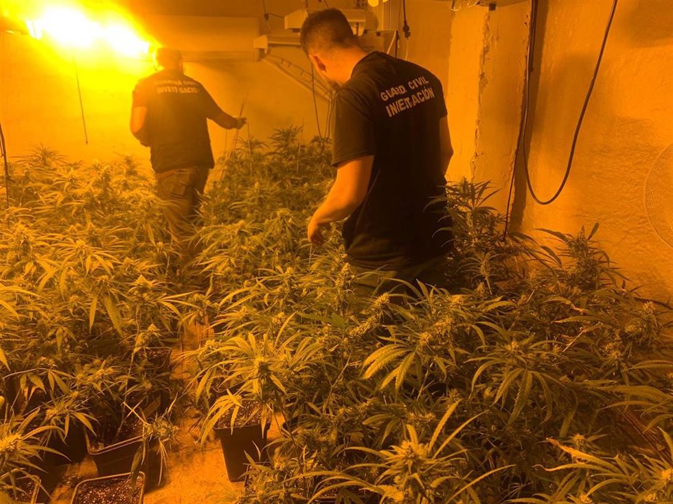 Plantación de marihuana intervenida por la Guardia Civil.