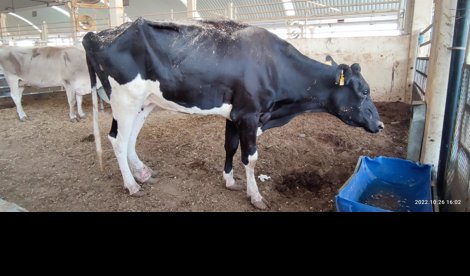 Comunicados Internacional