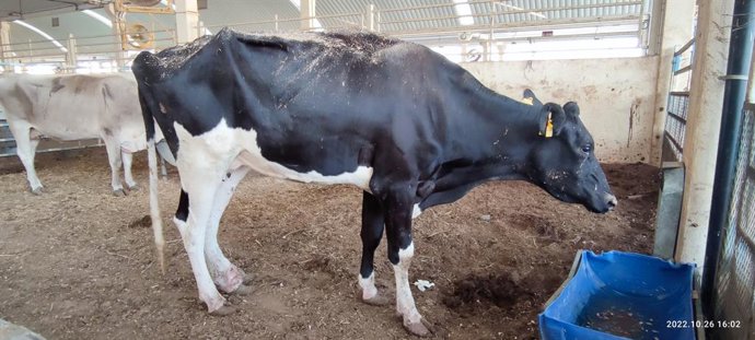 Cow Ulrike from Germany is sold for slaughter at a market in Qatar