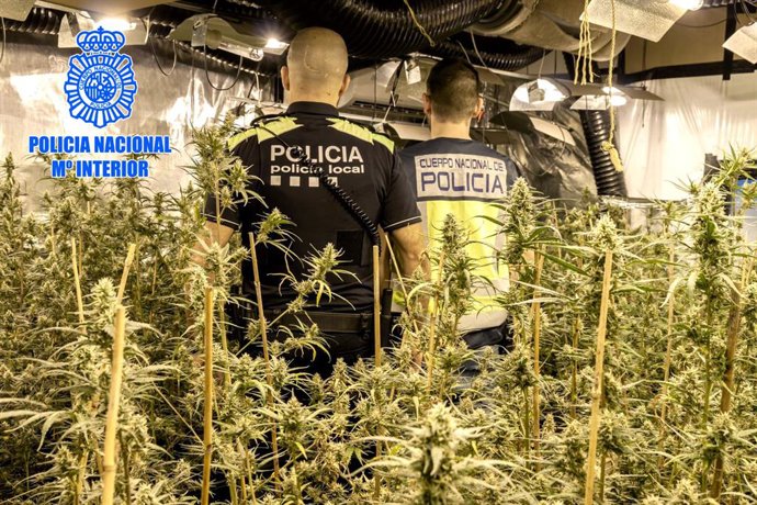 Ampliación Con Fotografía: Nota De Prensa: 'La Policía Nacional Aprehende Más De 1.817 Plantas De Marihuana Y Detiene A Tres Personas Por Delitos Contra La Salud Pública Y Por Defraudación De Fluído Eléctrico'.