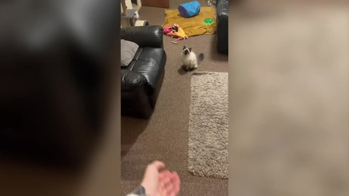 Esta gata y su dueña se hacen virales por su juego con una pelota