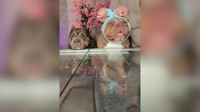 Esta chica y sus perros están siendo muy comentadas en las redes gracias a sus rutinas faciales