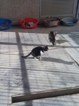 Archivo - Gatos en el centro de animales de Benimmet