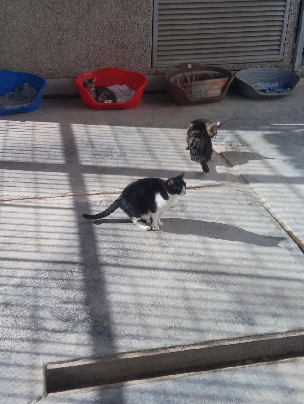Archivo - Gatos en el centro de animales de Benimmet