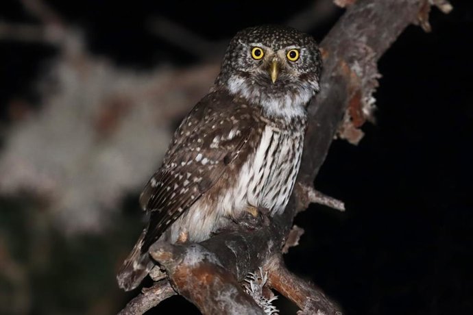 La lista de las Aves de España incrementa el número de especies y alcanza las 638, con 16 incorporaciones