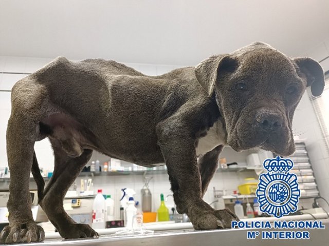 Policía Nacional detiene a la propietaria de un perro que tenía signos extremos de desnutrición